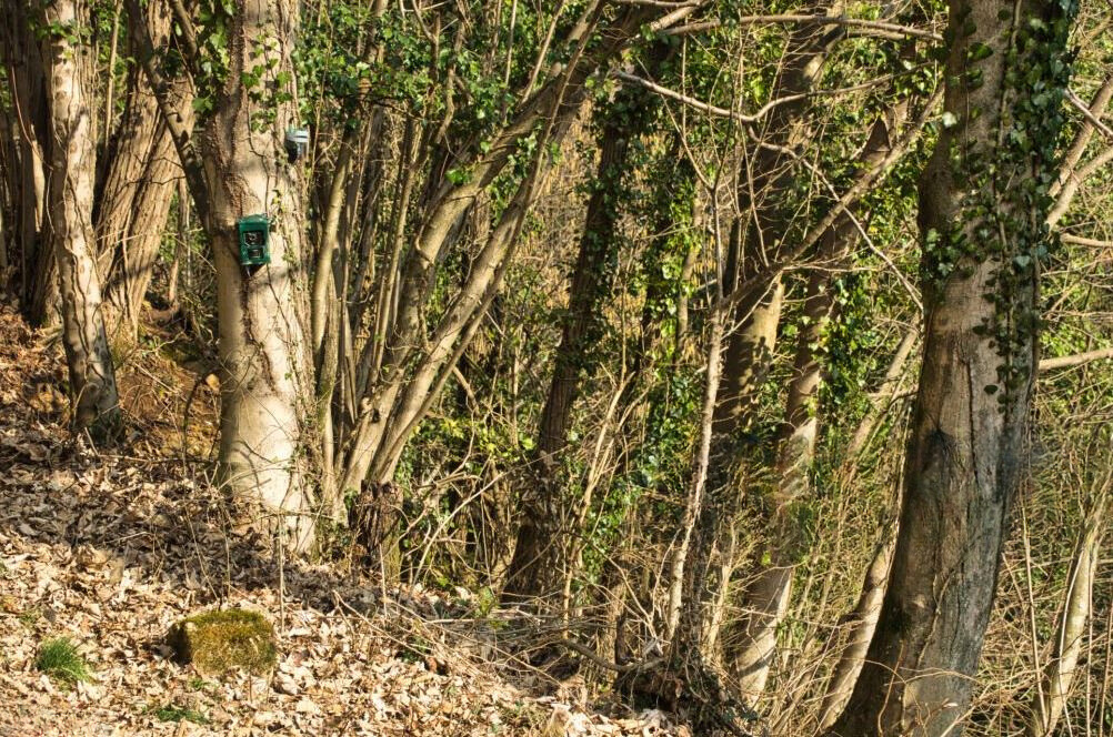 Camera de chasse dans les bois